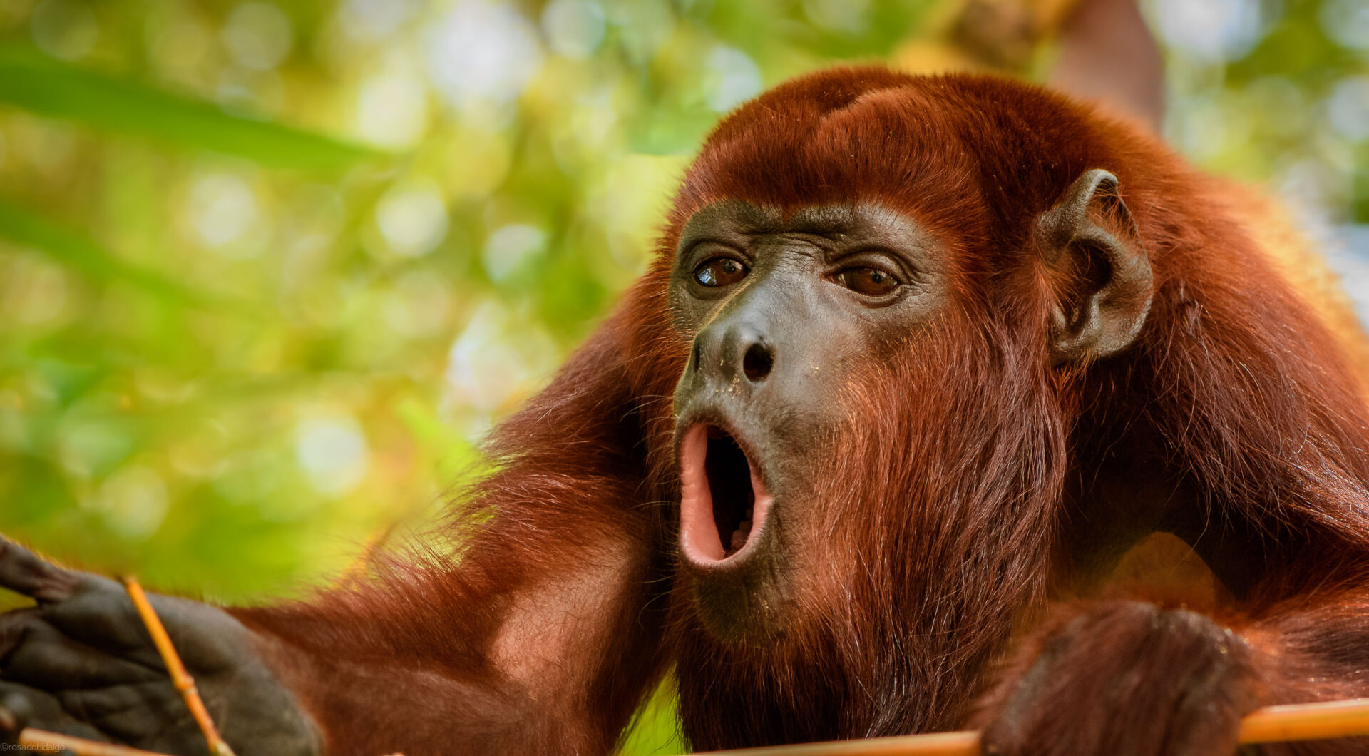 A Colombian Red Howler Monkey joins in with the dawn chorus. Credit: Santiago Rosado/FBC