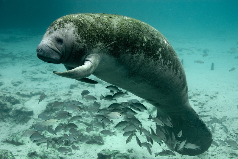 Manatees move slowly through the water, using their large, paddle shaped tails to propel them. Credit: Keith Ramos (CC BY 2.0)
