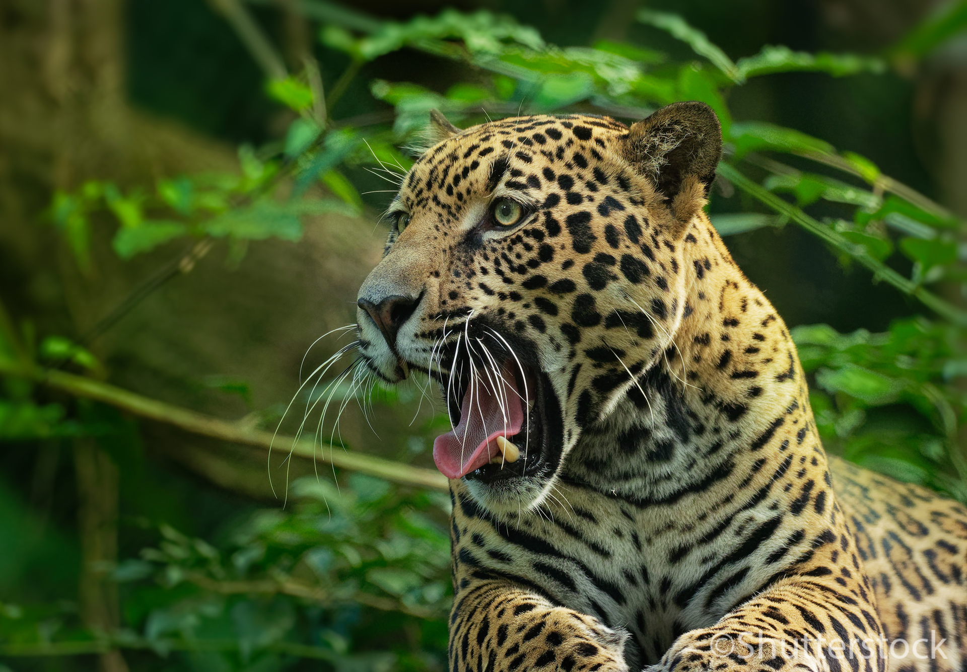 Jaguar