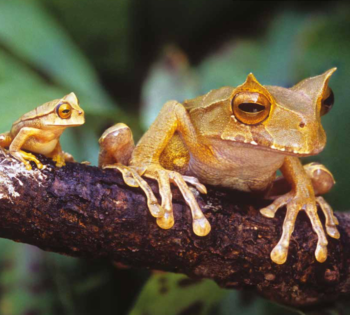 WLT News Autumn 2020