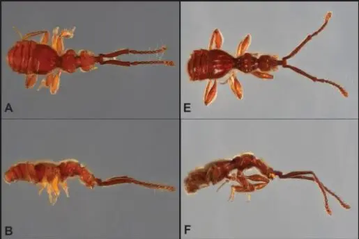 Detailed photos showing the new species of beetle discovered in Fundación EcoMinga's (EcoMinga's) Candelaria and Rio Machay Reserves in the Tungurahua province of Ecuador. Image taken from Yarina Tapuy-Avilés et al., (2025). Credit: Yarina Tapuy-Avilés et al.