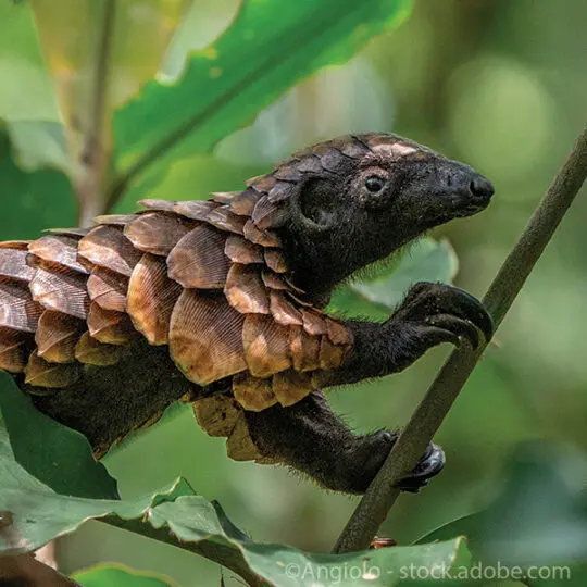 Black-bellied Pangolin