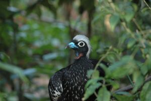 Around the size of a turkey, the Black-fronted Piping Guan has become Endangered following decades of deforestation and poaching for its meat and feathers. Credit: John Burton/WLT