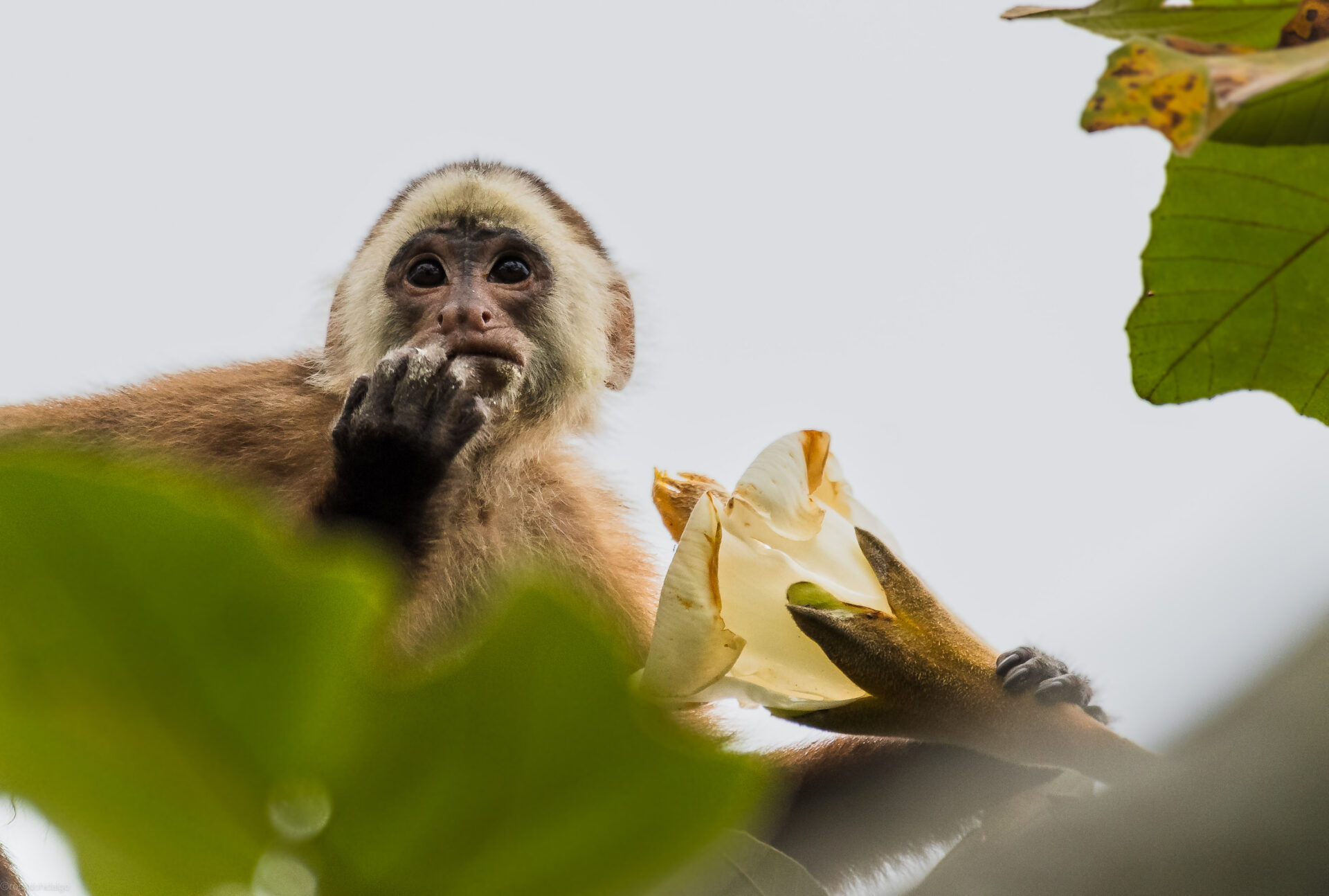 Varied White-fronted Capuchin
