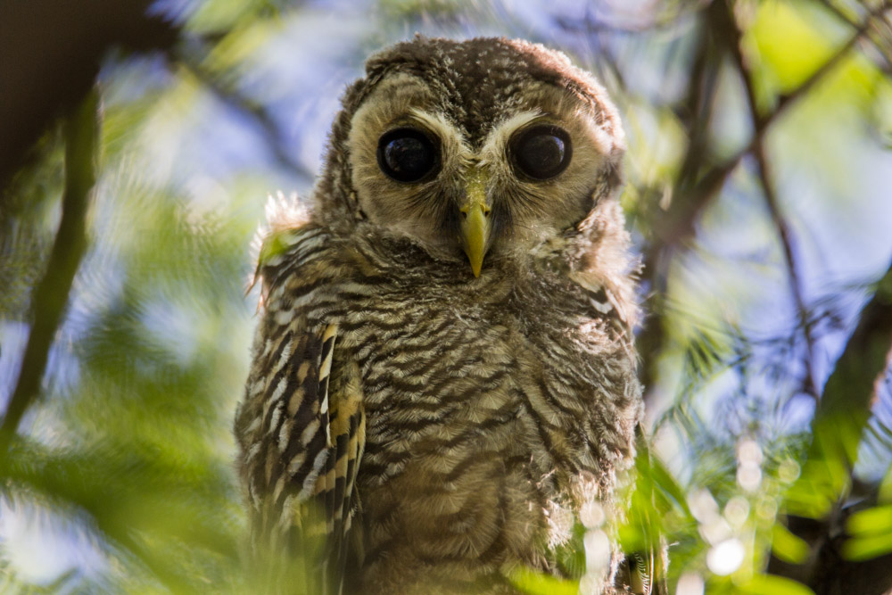 Chaco Owl