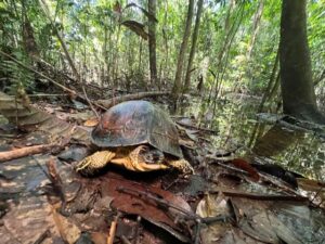 The Colombian Wood Turtle (Rhinoclemmys melanosterna) is one of the five species – together with the Magdalena River Turtle – that this reserve will protect. Credit: Zane Libke