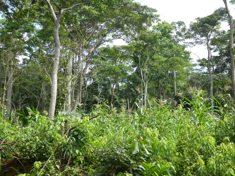View of a community forest deng-deng