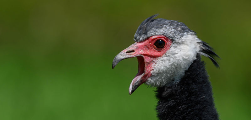 Northern Screamer
