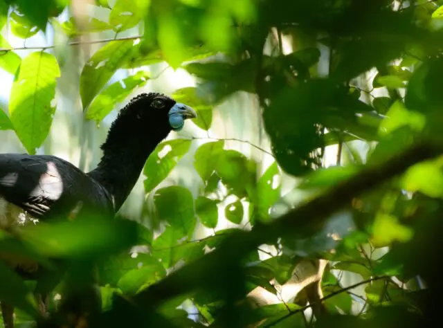 Once on the brink of extinction, the work of our conservation partner Fundación Biodiversa Colombia (FBC) is now safeguarding the forest home of the Blue-billed Curassow in Colombia’s Middle Magdalena Valley. Credit: FBC