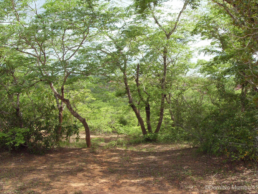 A view of Dakatcha Woodland