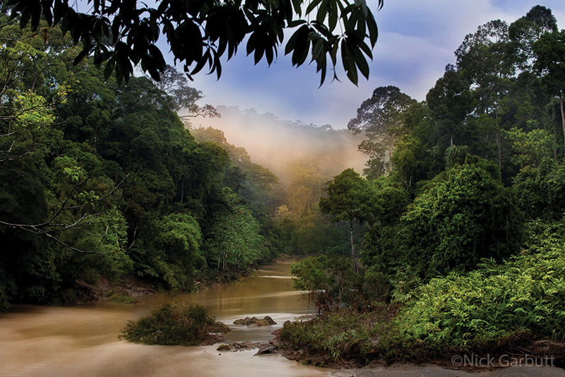 A photograph of lush forest surrounding a sweeping bend of the Kinabatangan River.