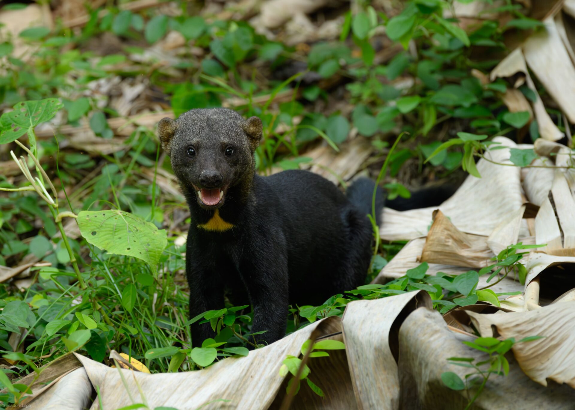 Tayra (Eira barbara)