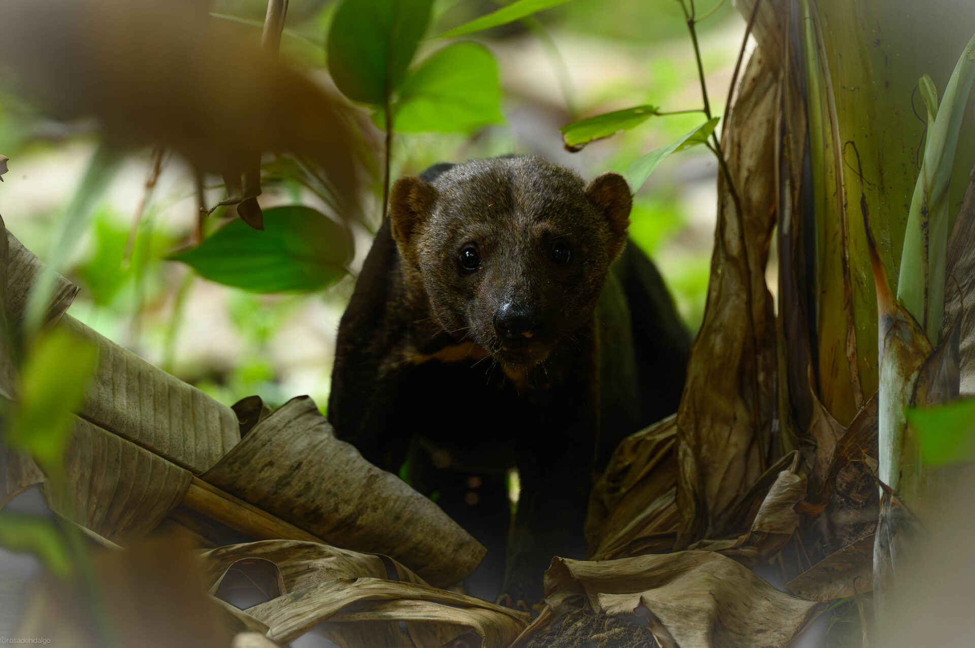 A Tayra hunts among the foliage of the forest floor. Credit: Santiago Rosado/FBC
