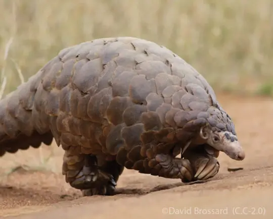 Giant Ground Pangolin