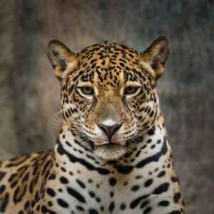 The purchase of this property forms a key part of a wider multi-NGO initiative to protect the Jaguar (Panthera onca). Credit: Tratong/Shutterstock