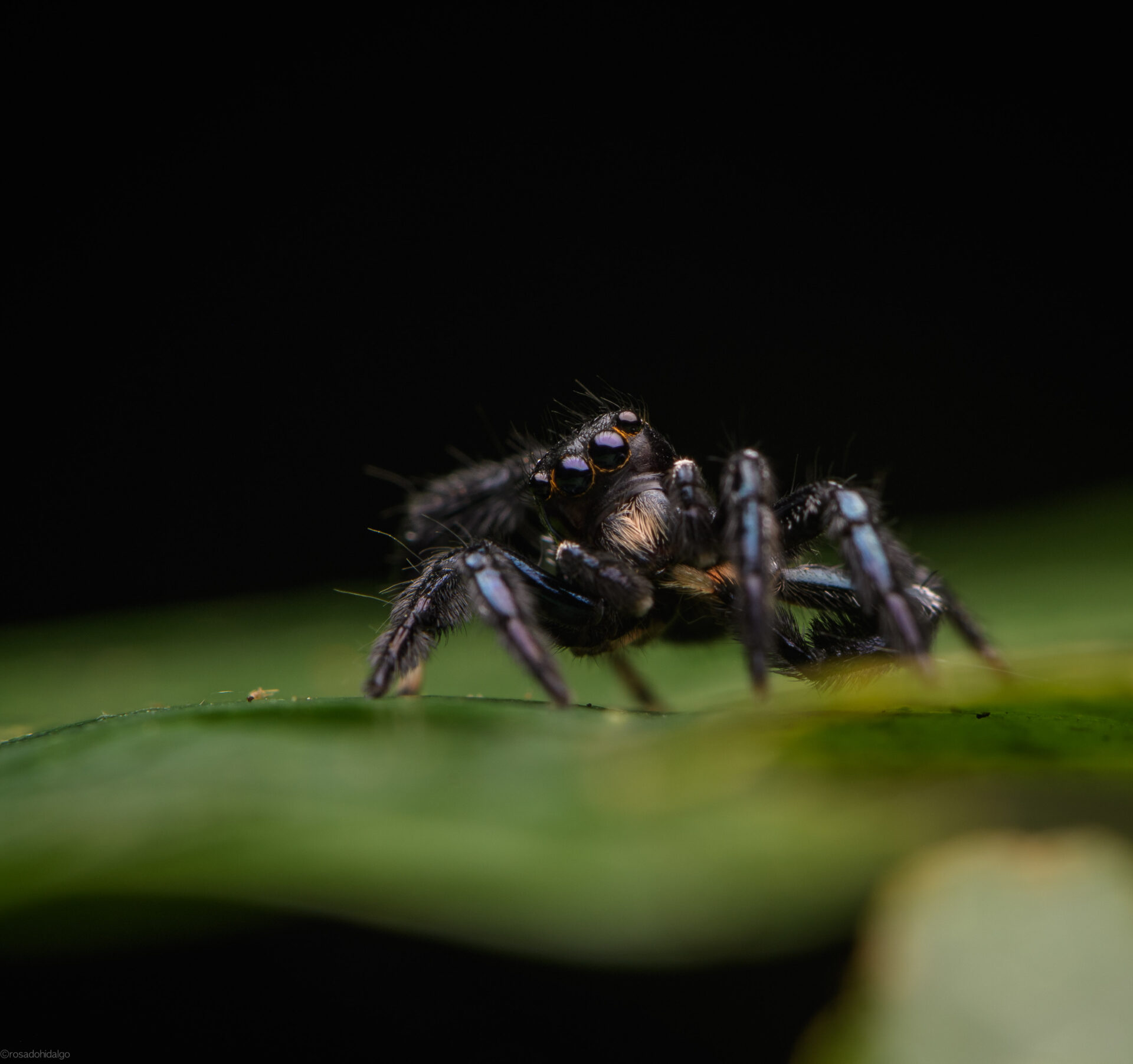 A tiny jumping spider looks on with curiosity. Credit: Santiago Rosado/FBC