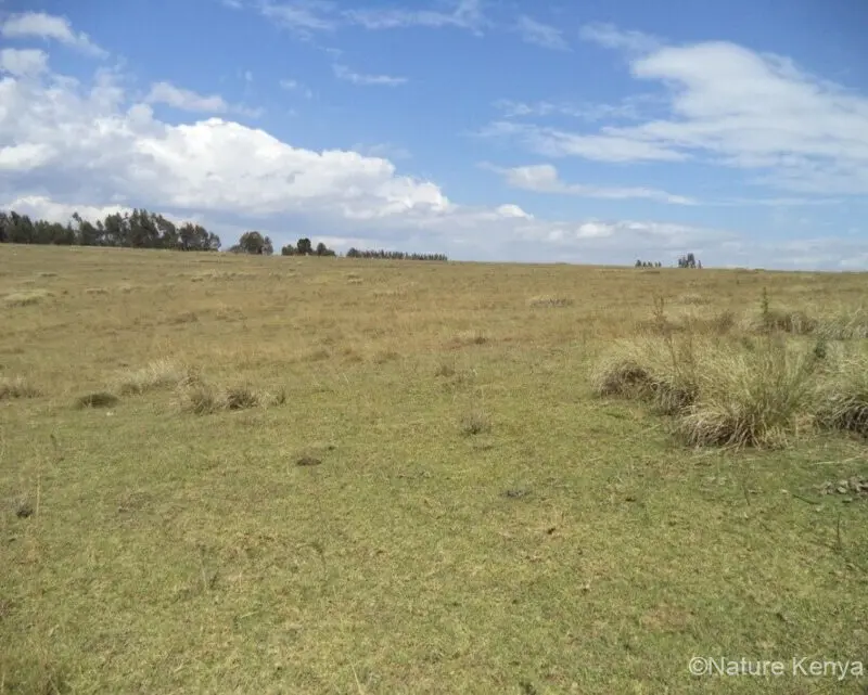 Leleshwa Grassland
