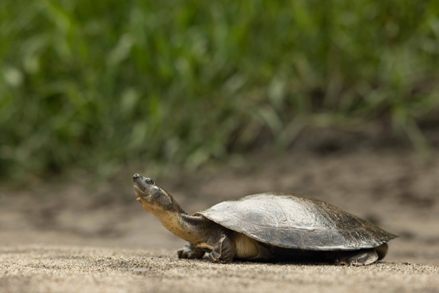 One of a kind: the Critically Endangered Magdalena River Turtle. Credit: Callie Broaddus