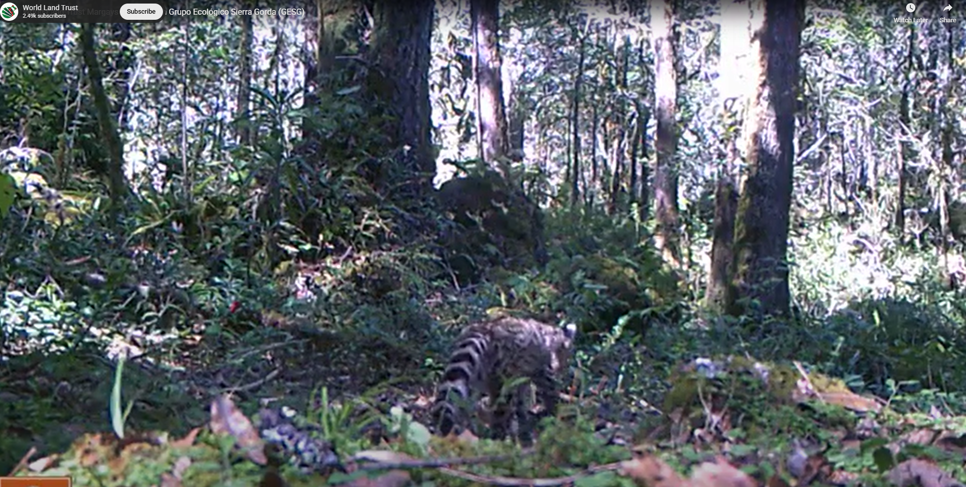 Margay Camera trap image