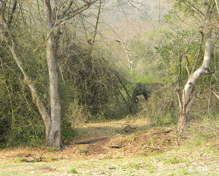 A view of the Mudahalli Corridor