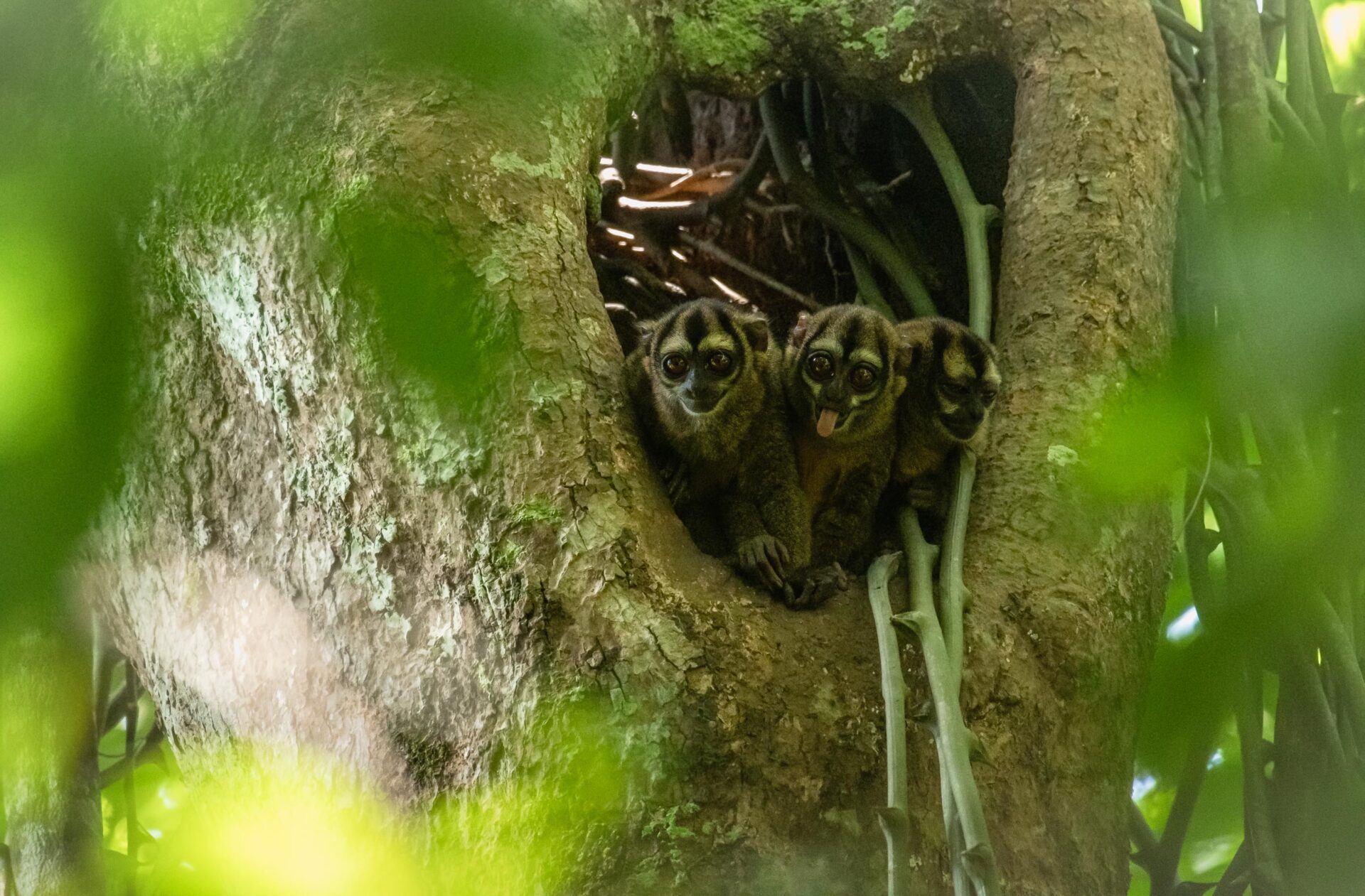 Grey-handed Night Monkeys