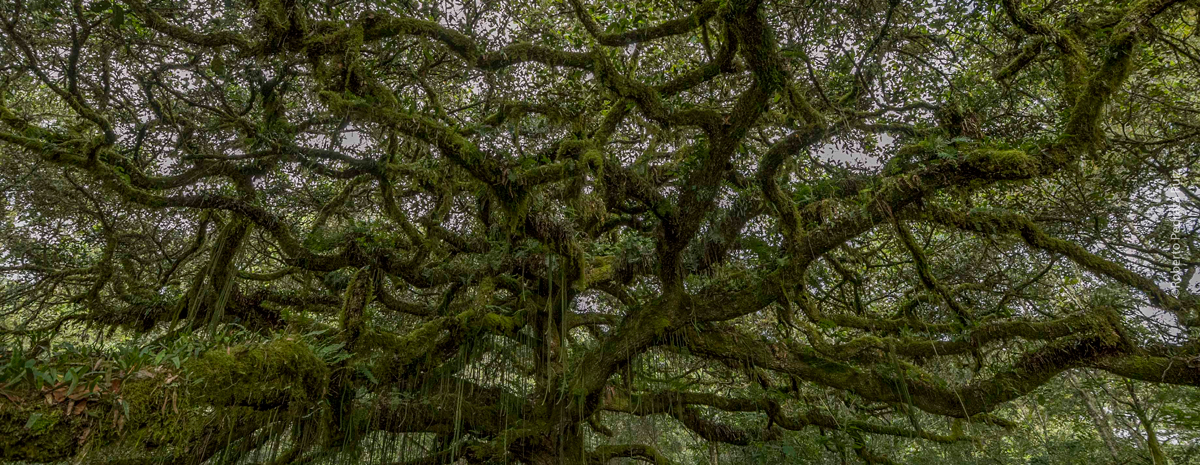 Branches of an Oak Tree in Mexico