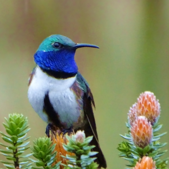 WLT News Winter 2018