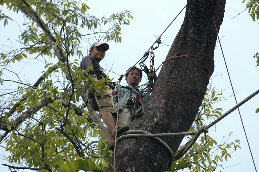 HUTAN has worked tirelessly to defend the Kinabatangan region over the past 29 years. In this photo, two wildlife wardens maintain an Orangutan bridge. Credit: Eddie Ahmad for HUTAN
