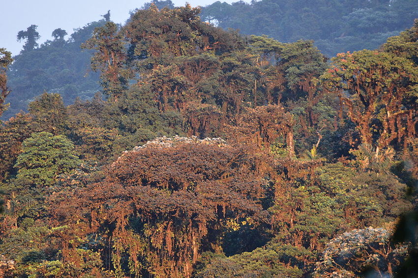 Río Manduriacu Reserve seen from a distance – a rich world teeming with life. Credit: Sebastian Kohn