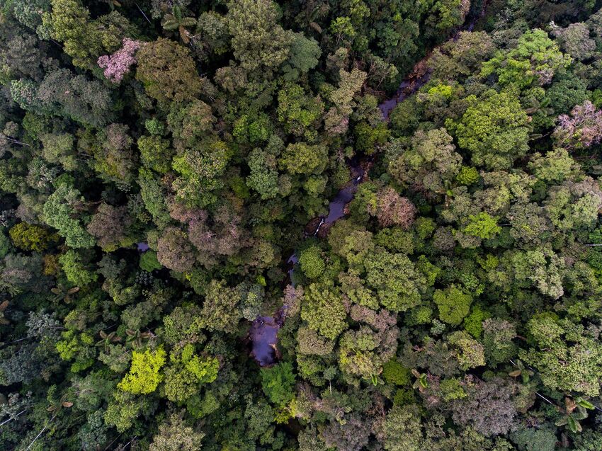 An aerial view of the canopy in Ecuador's Canande Reserve. Credit: James Muchmore