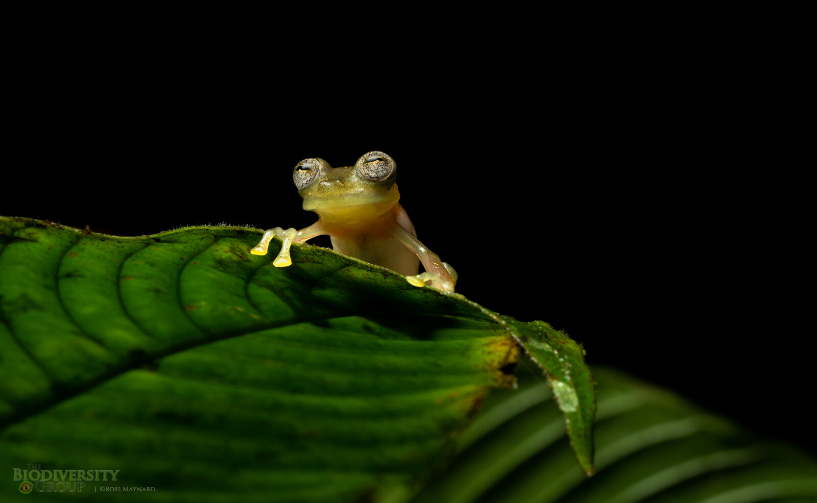Our partner Fundación Ecominga’s (EcoMinga’s) Río Manduriacu Reserve is a treasure trove of wildlife, including this tiny and Critically Endangered glass frog, Nymphargus manduriacu, first described from this very forest in 2019. Credit: Ross Maynard