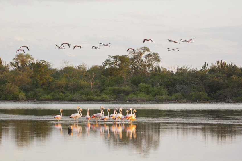 Chilean Flamingo - Andrea Ferreira