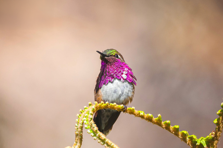 Selasporus ellioti (Güisayote) (c) Enrique Girón