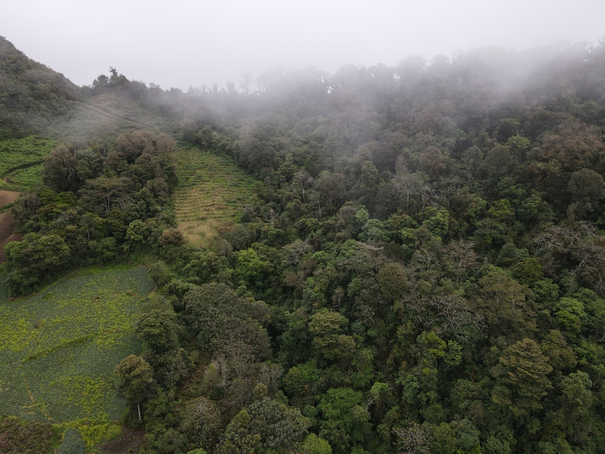 photo of forested area in Honduras' Trifinio Region