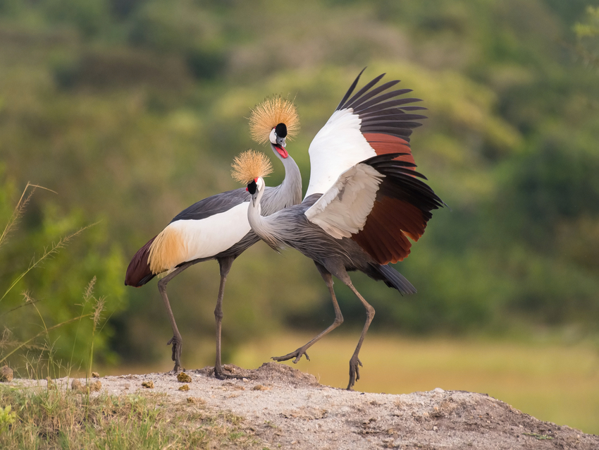Grey-crowned Crane (balearica regulorum)