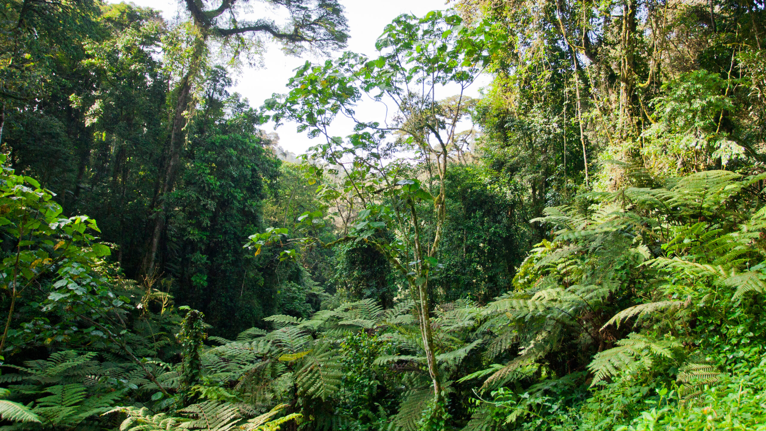 Bwindi Impenetrable Forest National Park