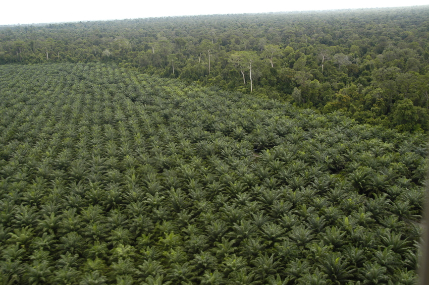 Oil Palm plantation Malaysian Borneo