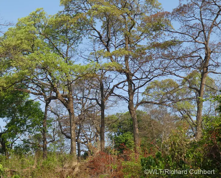 A view of trees in a Sacred Grove