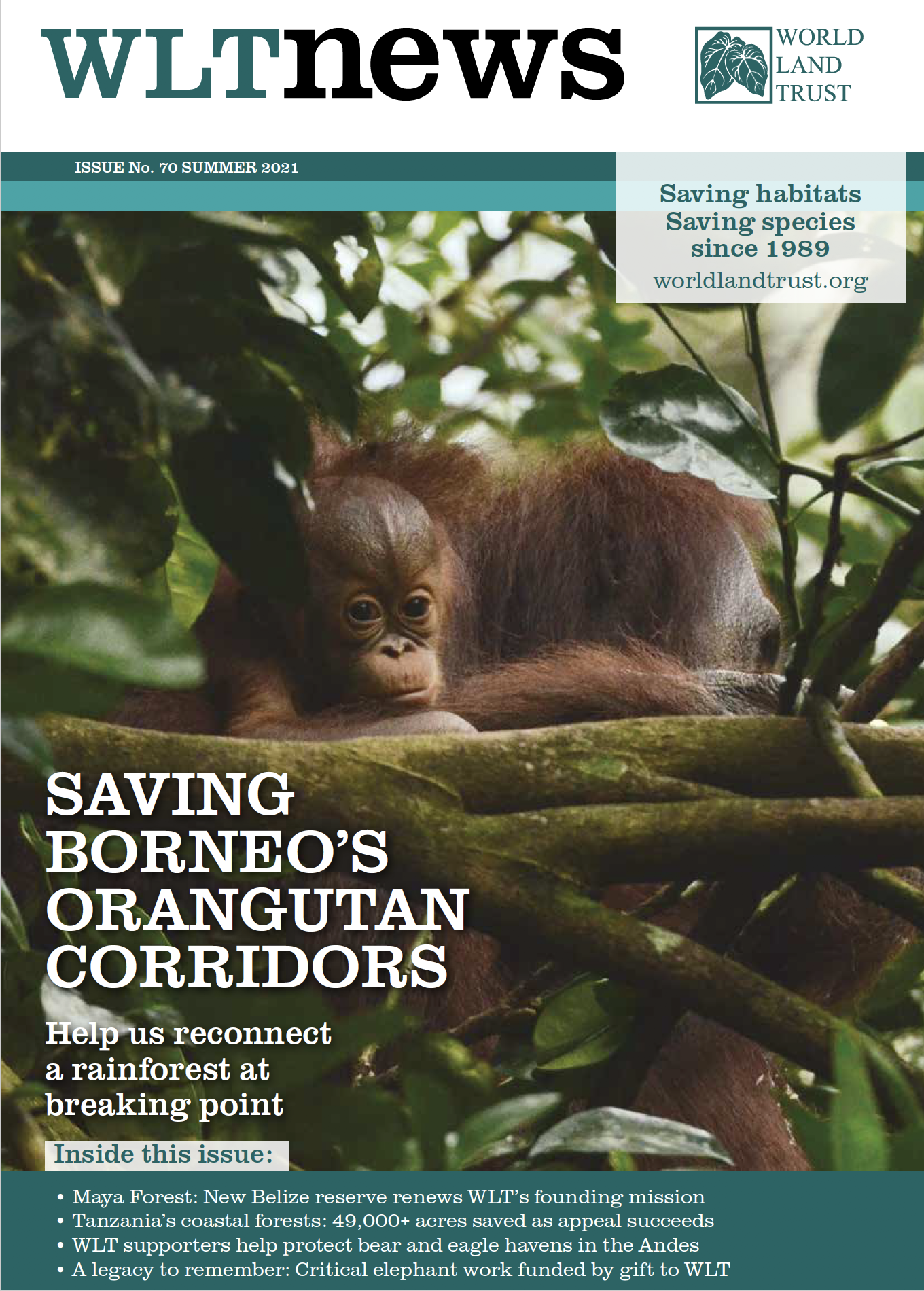 WLT News Summer 2021