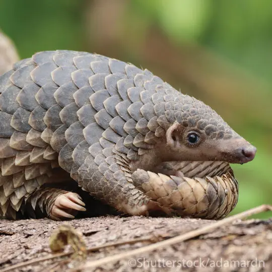 Sunda Pangolin