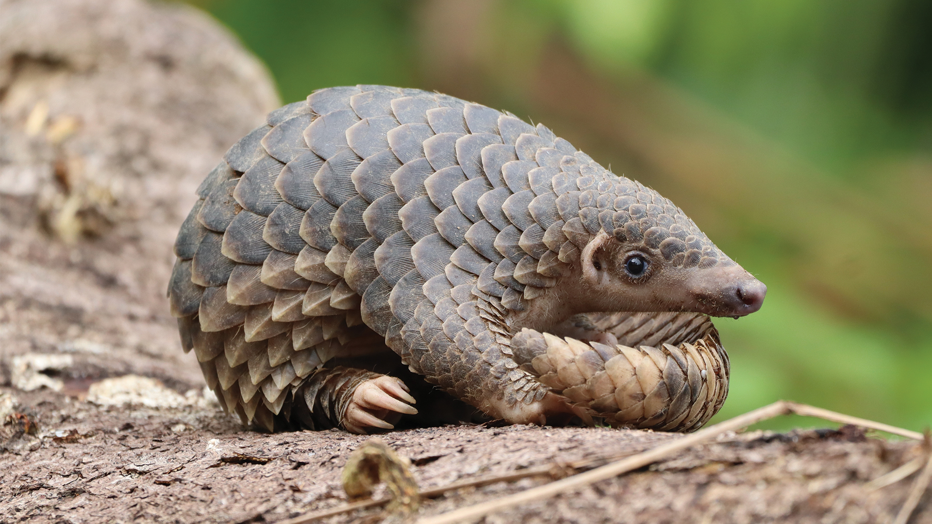 Sunda Pangolin