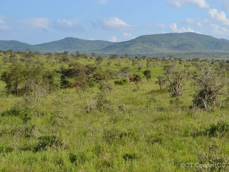 A view of Taita Hills