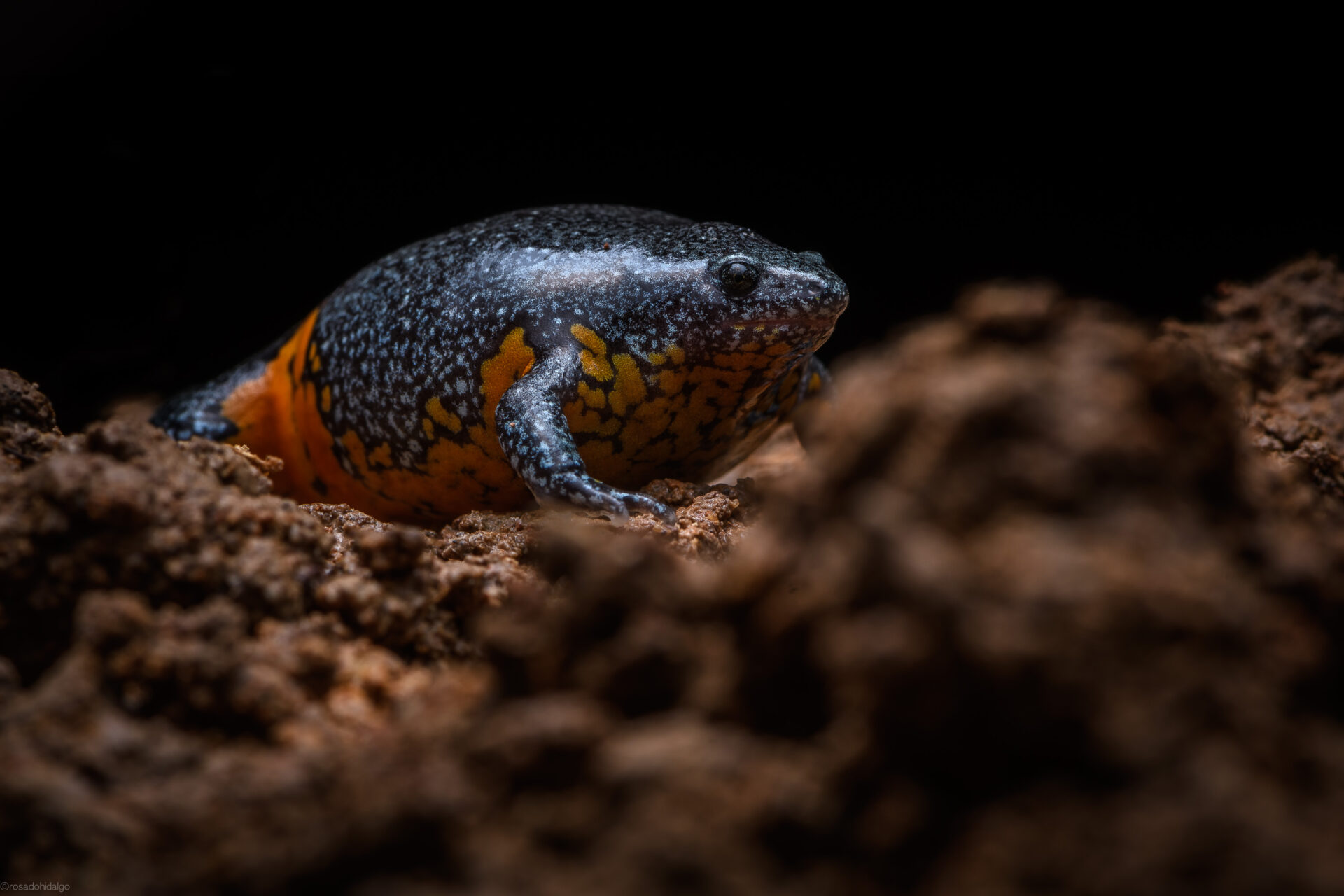 A Colombian Plump Frog hides in the soil. Credit: Santiago Rosado/FBC