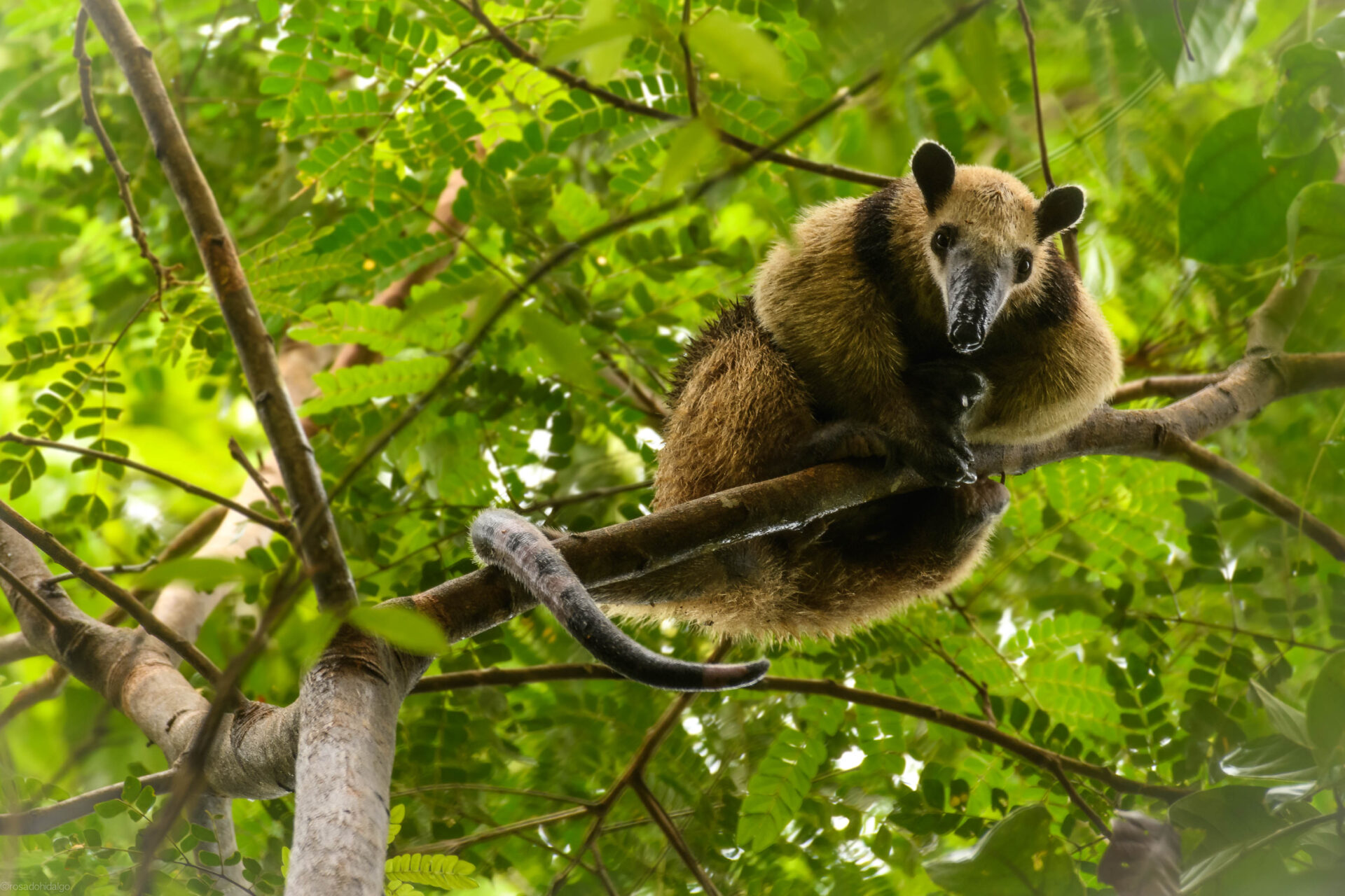 The Northern Tamandua looks down from its perch. Credit: Santiago Rosado/FBC