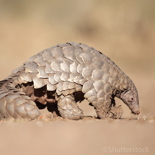 Temminck’s Pangolin