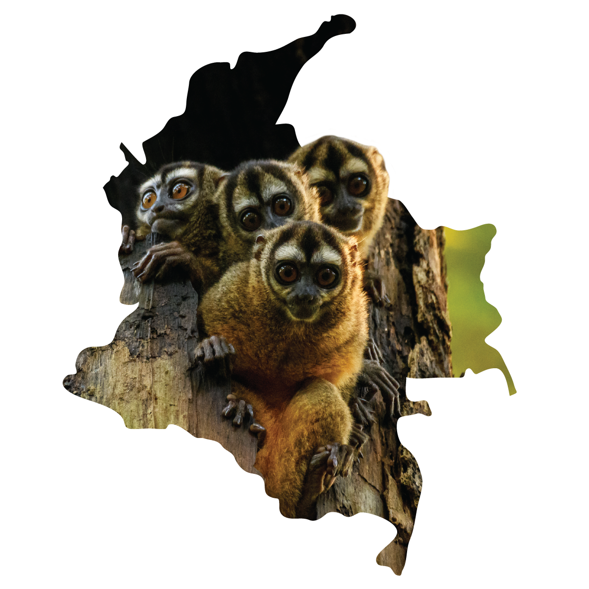 El Silencio Appeal image