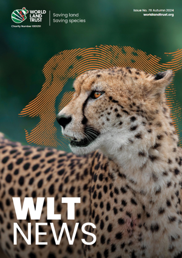 WLT News Autumn 2024