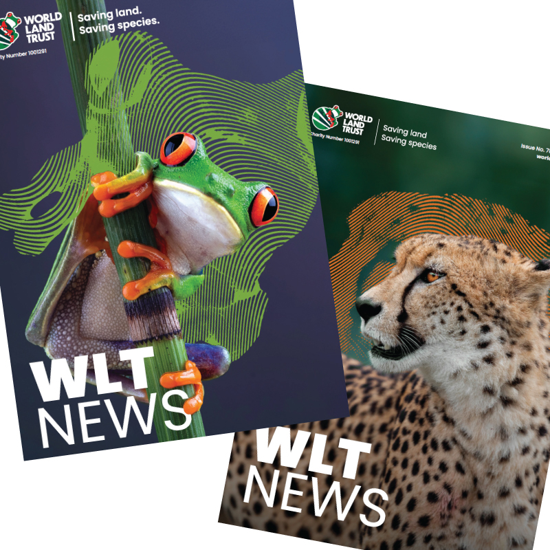 WLT Newsletters