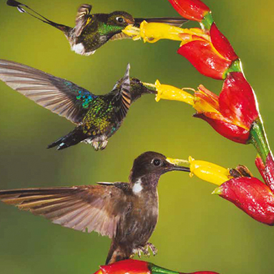 WLT News Winter 2020