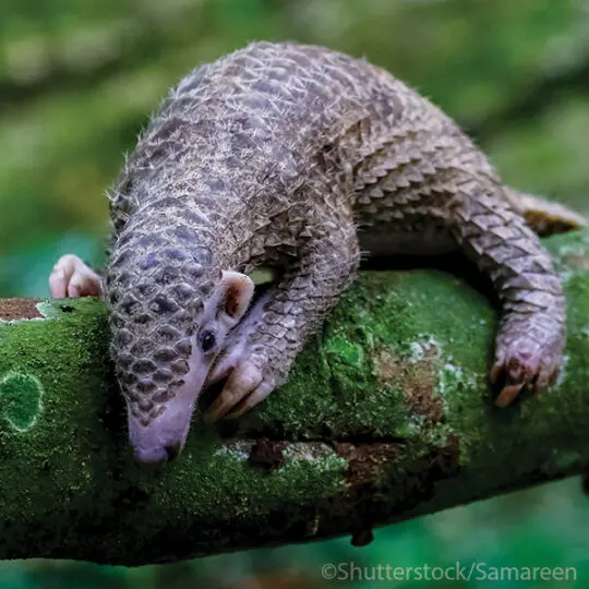 White-Bellied Pangolin